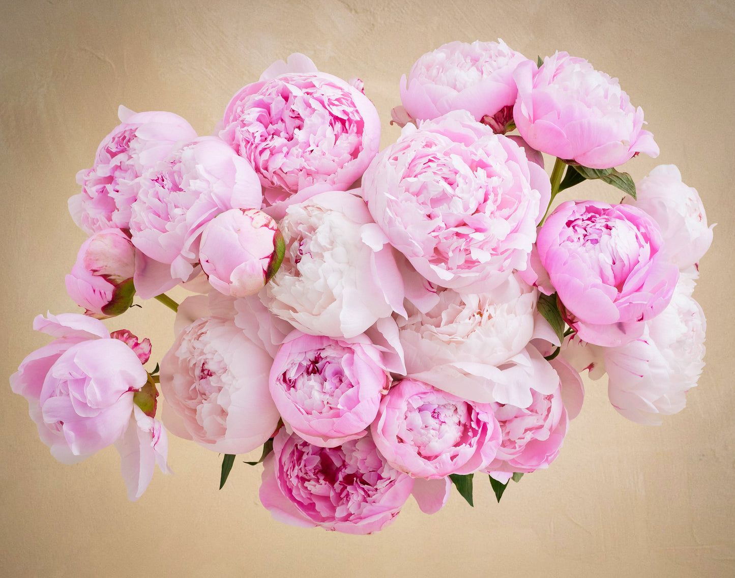 Double the Peony
