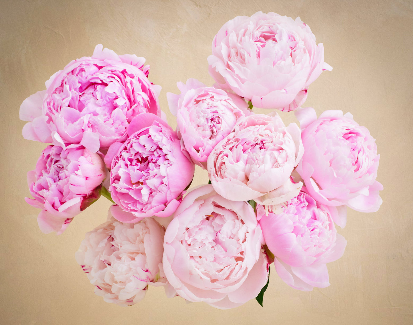 The Peony