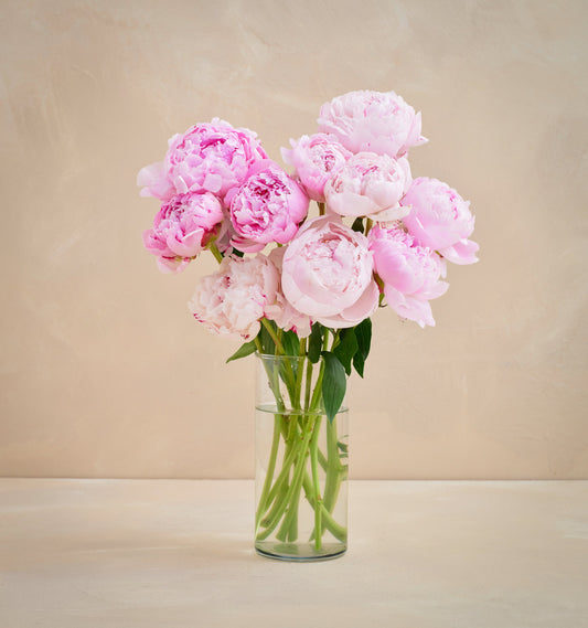 CL - The Peony